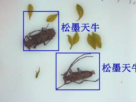 天牛遠(yuǎn)程實(shí)時(shí)監(jiān)測(cè)系統(tǒng)圖片2