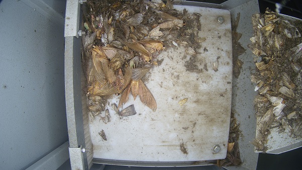 農(nóng)林重大病蟲(chóng)害圖片1 農(nóng)林重大病蟲(chóng)害圖片1