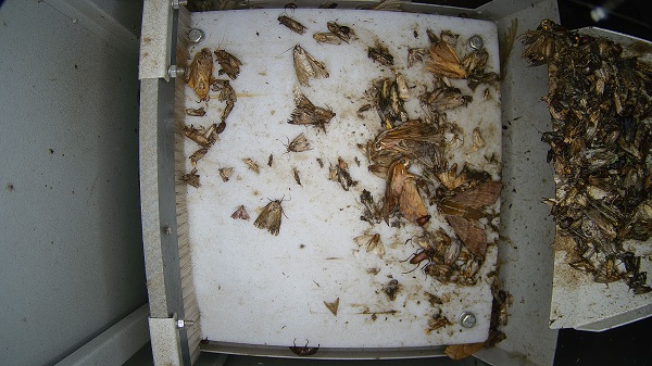 農(nóng)林重大病蟲(chóng)害圖片2 農(nóng)林重大病蟲(chóng)害圖片2