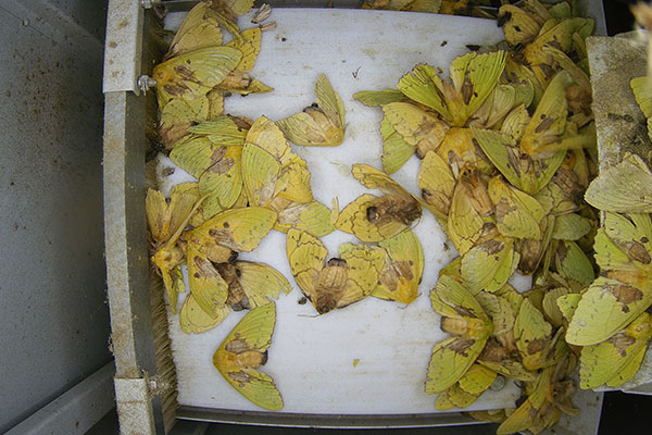 農(nóng)林重大病蟲(chóng)害圖片3 農(nóng)林重大病蟲(chóng)害圖片3