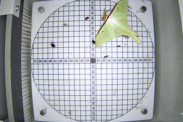 農(nóng)林重大病蟲(chóng)害圖片4 農(nóng)林重大病蟲(chóng)害圖片4